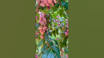 Thumbnail of plum tree beautiful short viral video clip #YouTube_shorts