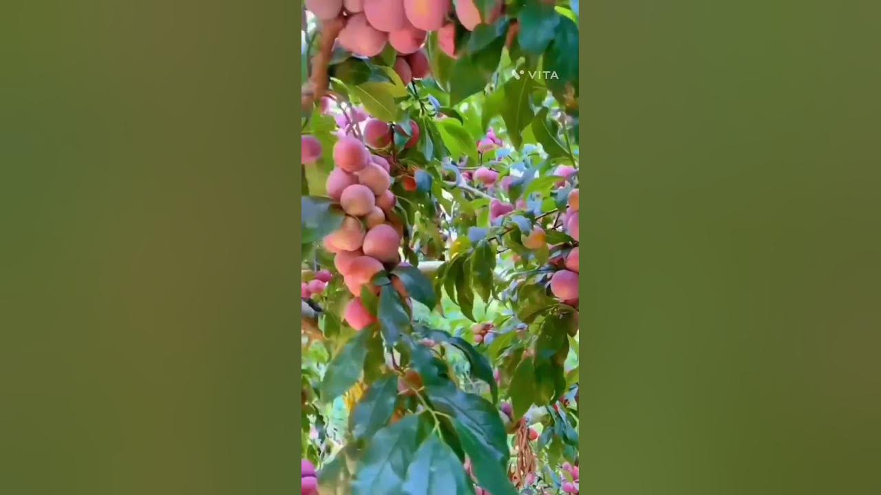 plum tree beautiful short viral video clip #YouTube_shorts
