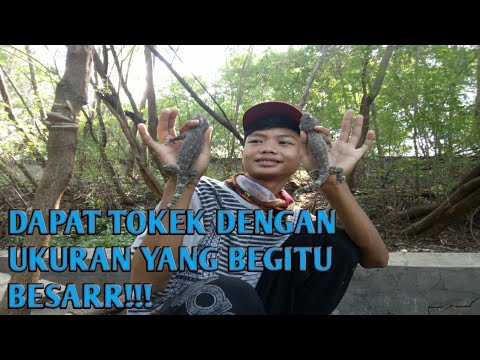 Dapat Tokek Dengan Ukuran Besar!!!!