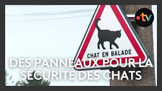 Des panneaux de signalisation pour la sécurité des chats installés à Bourges