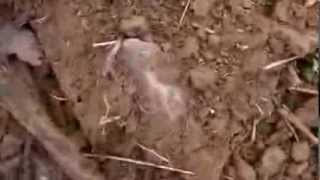 CORNFIELD CHRONICLES-GOING TO THE SURFACE