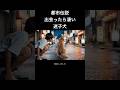 【都市伝説】出会ったら凄い迷子犬#都市伝説 #コメディ #ai動画