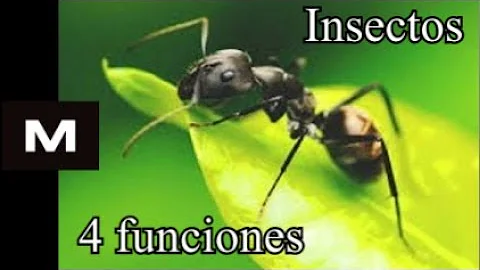 ¿Cuál es la función de los insectos en la Tierra?