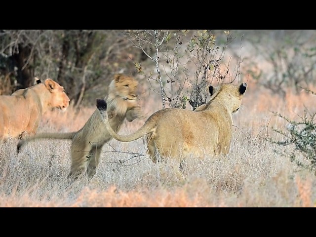 Playful cubs, golden light, and a proud pride. What an incredible sighting!