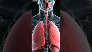 Respiratory System Explained | How We Breathe | Anatomy & Physiology Animated Video' PART 2