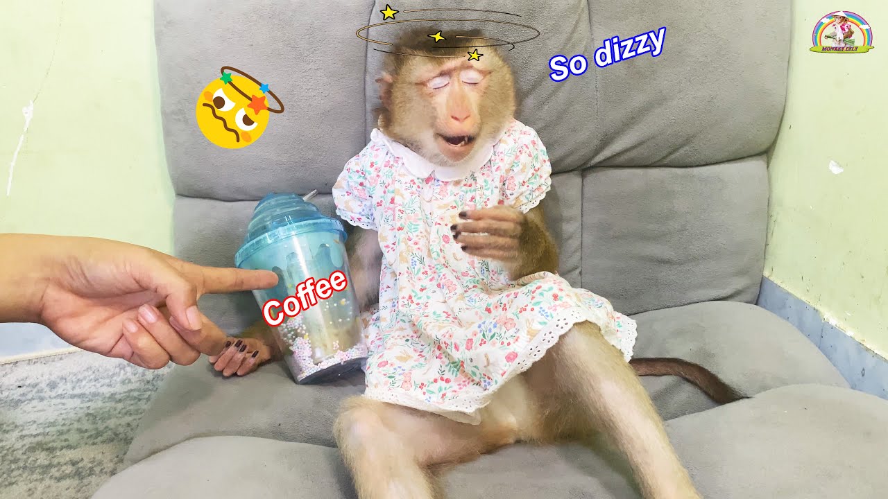 What's going on with Lyly? Monkey Lyly became dizzy after curiously drinking her mother's coffee