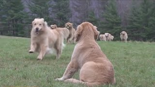 Golden Retriever experience at Vermont farm goes viral