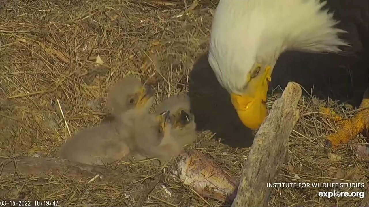 ОРЛАНИ БІЛОГОЛОВІ ТРОЕ ПТАШЕНЯТWest End Bald Eagle Cam 15 3 22