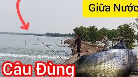Câu Cá Tráp Ngày Giữa Nước || Câu Đùng Mỹ Xuân