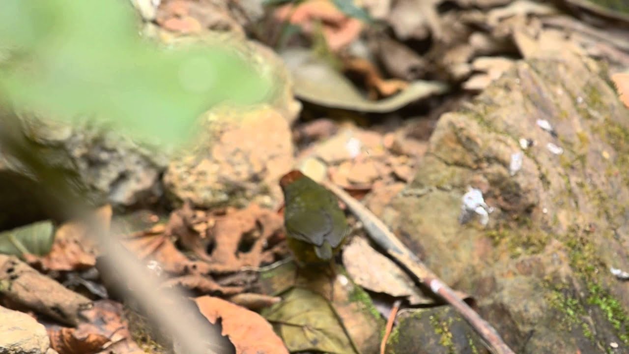 Chestnut-headed Tesia 