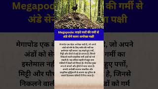 megapode सड़ते पत्तों की गर्मी से अंडे सेने वाला अनोखा पक्षी....#shorts #facts #youtubeshorts
