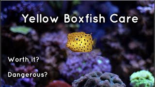 How To Care For a Yellow Boxfish! (And Keep It Alive)
