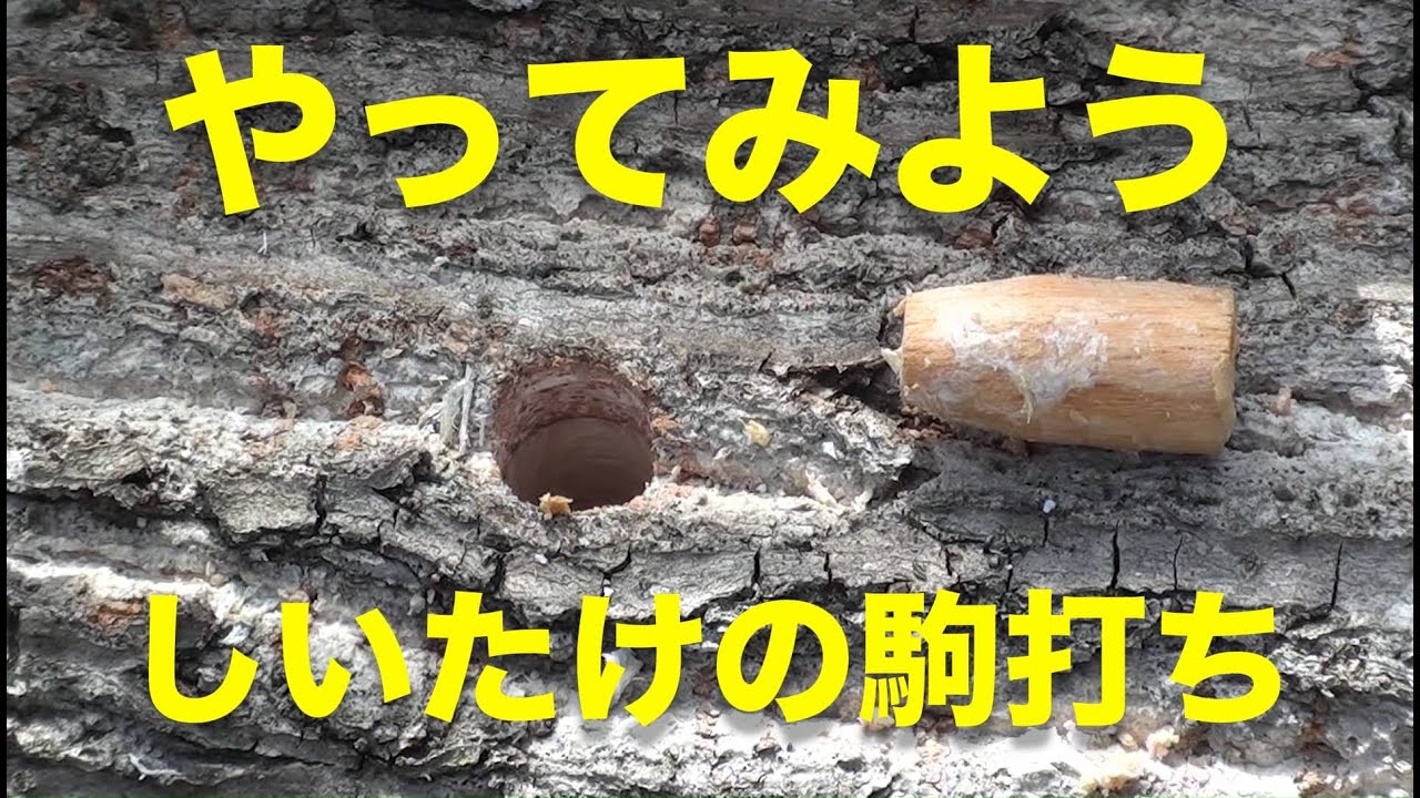 簡単しいたけの駒打ちの方法 - YouTube