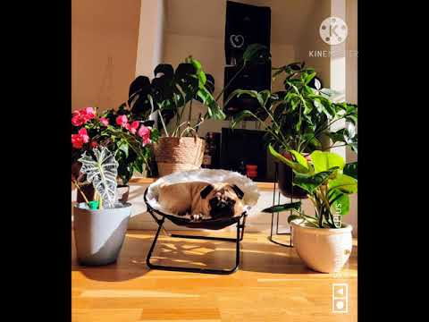 Pug in autumn 🇸🇪🇵🇭