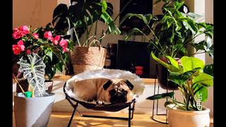 Pug in autumn 🇸🇪🇵🇭