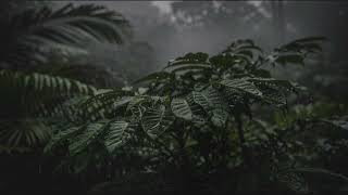 Rain Ambience with Soft Thunder and Wind Sounds