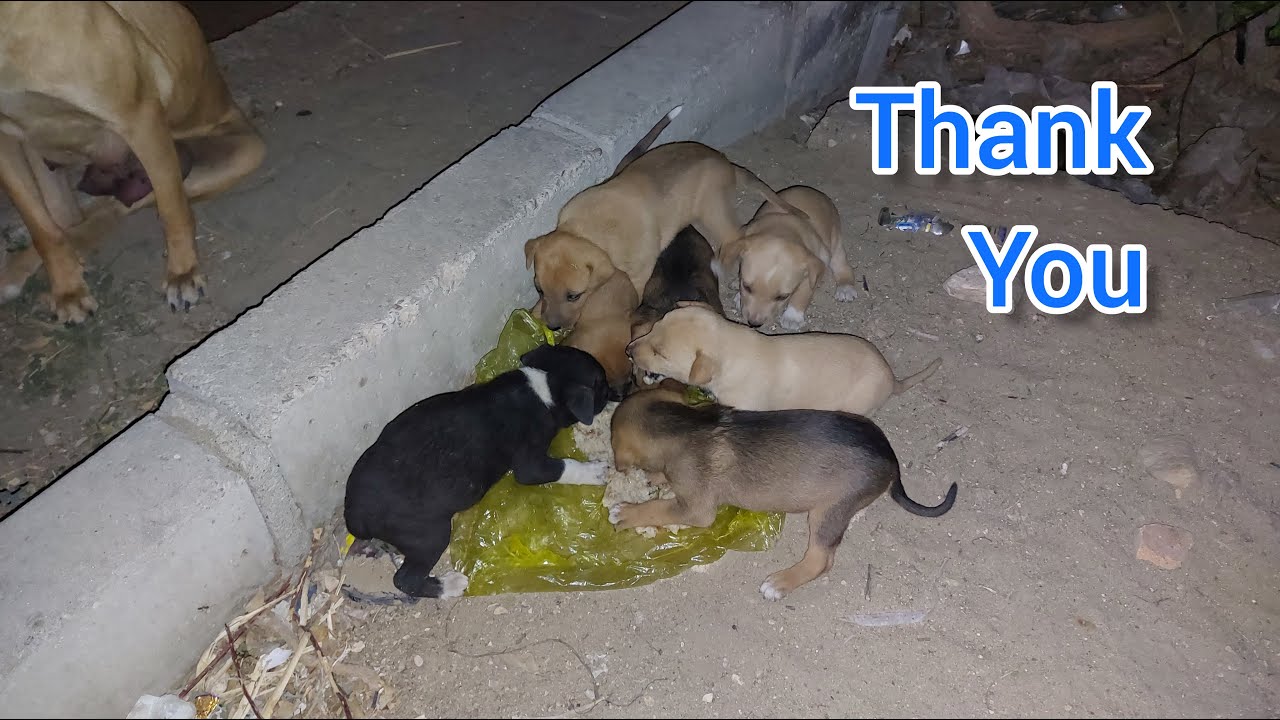 Watch feeding puppies at night on the street YouTube
