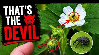 Why Strawberry & Raspberry Buds Dry Up and Die (The Hidden Pest).
