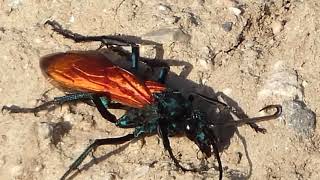 Tarantula Hawk Wasp Pepsis Grossa