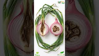 Carences en Bore et calcium chez l’oignon #agriculture 