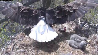 MNBound Eagles Too Many Little Birds 5-11-13 screenshot 4
