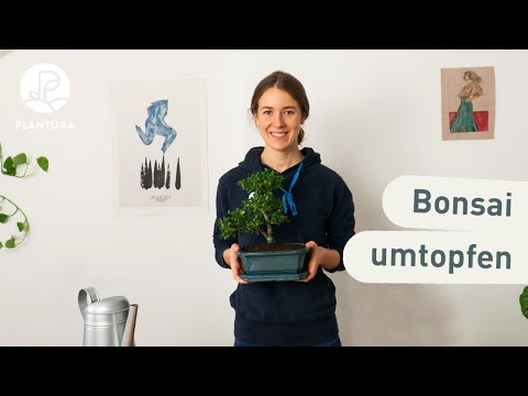 Bonsai richtig umtopfen Video-Anleitung