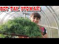 Мой муж золото. Стрижка налысо? Целый стог укропа. Посадка капусты кочанами. Жизнь семьи в деревне.