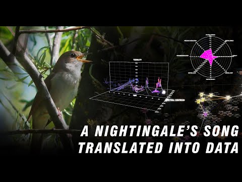 From Sound to Data: A Nightingale’s Song