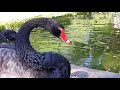 Мне черный лебедь руку целовал. Black swans.