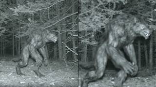 County Sheriff's Department in Pennsylvania Reclassifies 7 Cold Cases After DOGMAN Evidence Surfaces