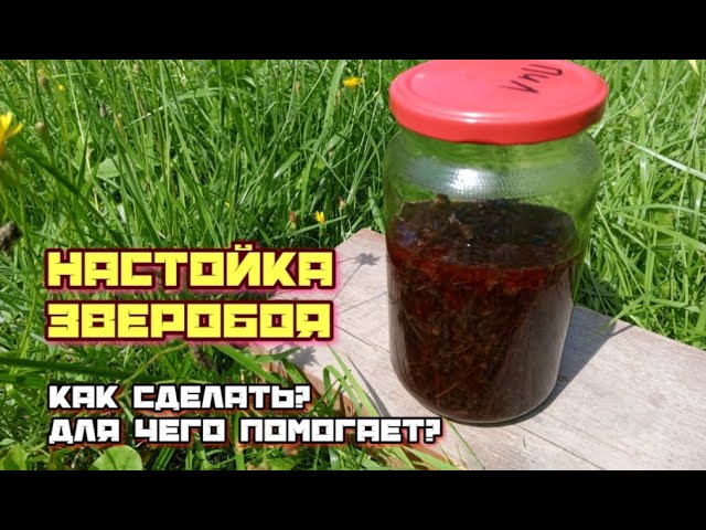 Настойка зверобоя как сделать чем поможет