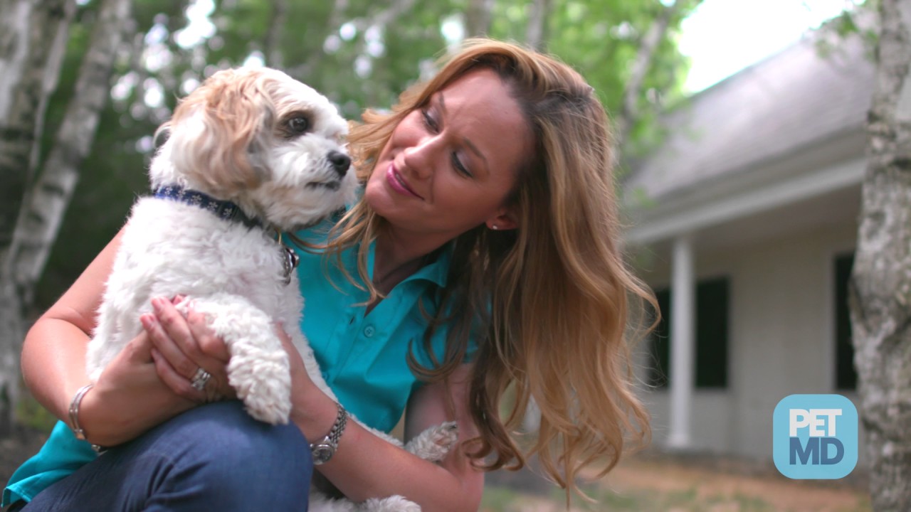 Aspirational Millennials Give Indian Dogs A Luxury Upgrade