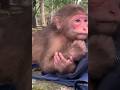 POV: You Wake Up for Work… But You’re a Monkey 🐒☀️
