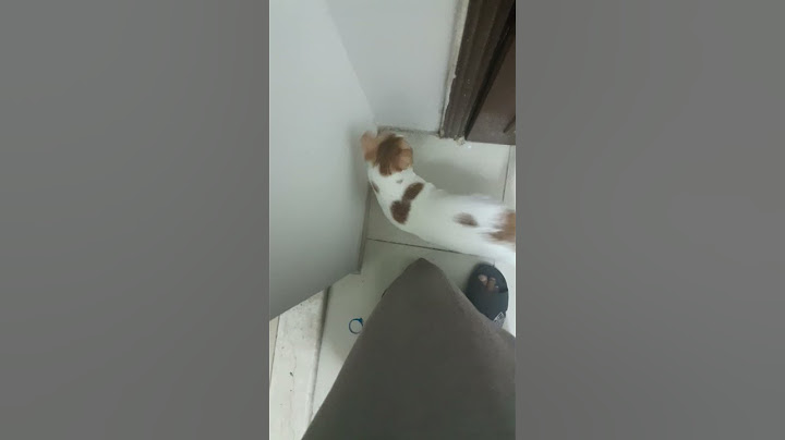 طفش من البيت