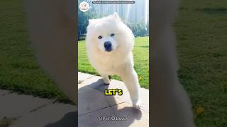 How Do Dogs Recognize Their Owner From Such A Distance fact cat catlover