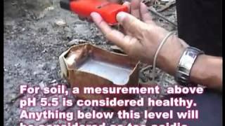 Malaysia Mango Plantation