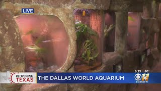 New Ticketing Process As Dallas World Aquarium Reopens