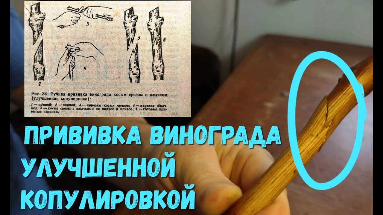 Прививка винограда улучшенной копулировкой.