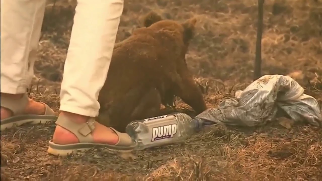 Спасла австралию своими