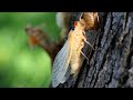 17-year periodical cicada Brood XIII molting time lapse