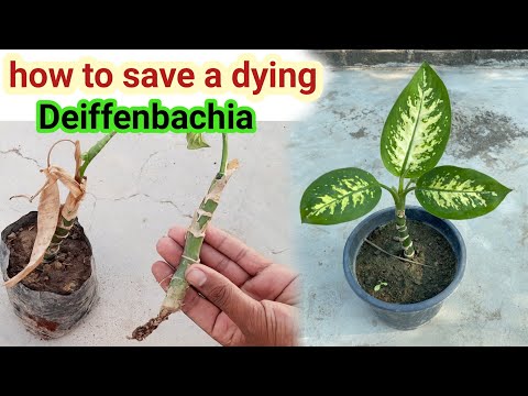 वीडियो: Dieffenbachia: क्या इस चमत्कारी पौधे को घर पर रखना संभव है
