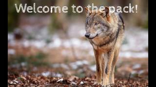 New Pack Member Fawn Aka Touka Kirishima