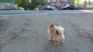 A mini pomeranian crosses the highway on a walk.