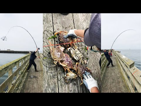 crab fishing with fishing pole Crabbing With A Fishing Rod Is Way More Efficient | How to Crabbing off A  Fishing Pier | Crabbing WA