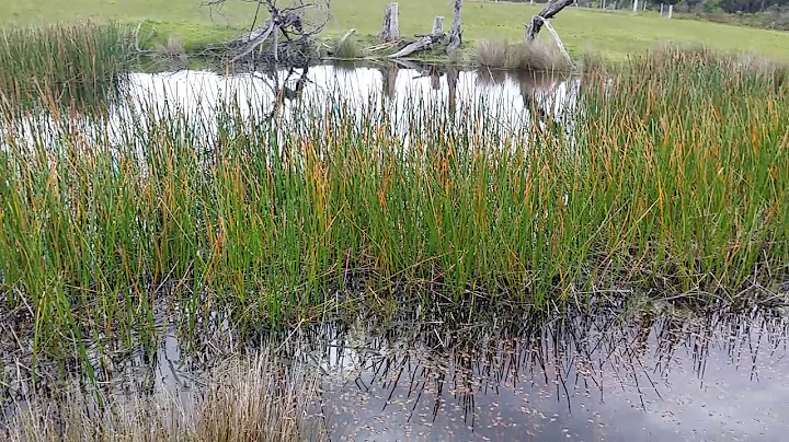 Frog chorus group of Green and Golden bell frog calls in Nowa Nowa