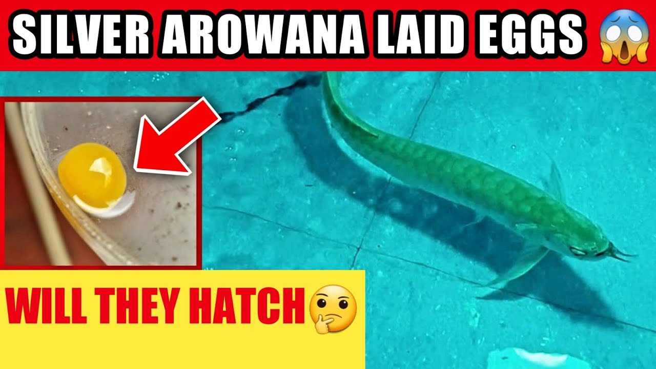 MY SILVER AROWANA LAID EGGS IN AQUARIUM POND She Was Not Eating Will they hatch ? arowana