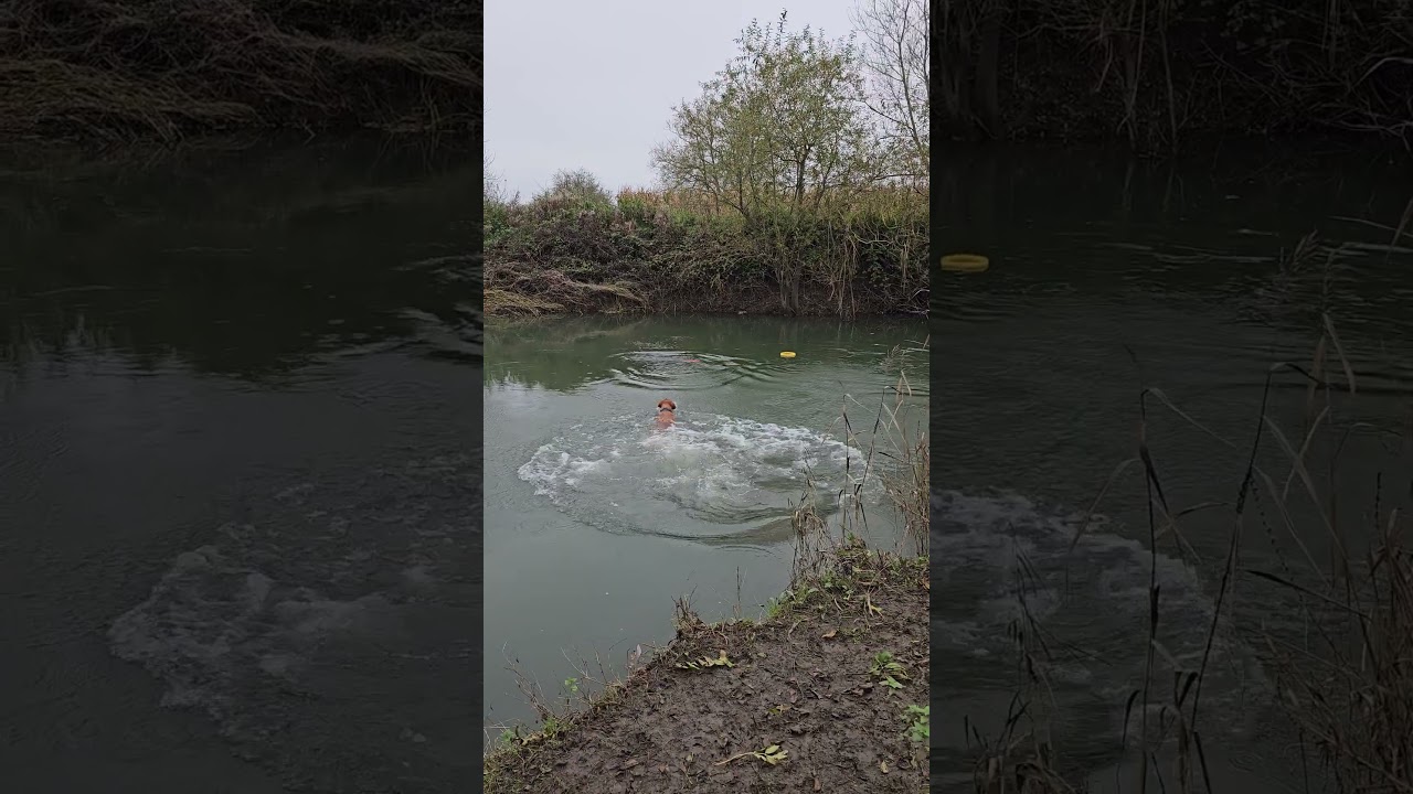 Bailey Dog. Doing what he does best.    