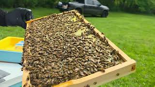 5-3-26 Hive Inspection - Cindy - Centerville Swarm