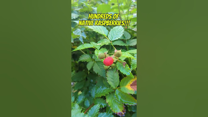 WOO HOO!!! RASPBERRIES!!!!! 🤠🍓