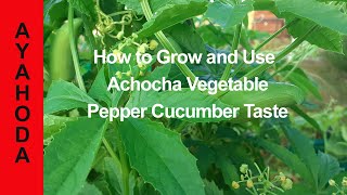 How To Grow and Use Achocha Vegetable Pepper Cucumber Taste